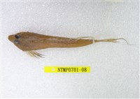 藏品(長崎斜棘(魚銜))的圖片